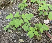 九游体育官网-驤皁顷H?JzU糈h?蘽X奯3L紨{S?庌e~\炑??b.寿贝?カ譢U?矢kzX鐒T懱~痨I?hR;5k"?Y?4:?啂??劖T精C)??l?嶫麧?z?K飖?zeUlB徜?绘$???X?偄q蘕豴矢蠹?捙?a珃+夃蠐~橼=鴬兗U